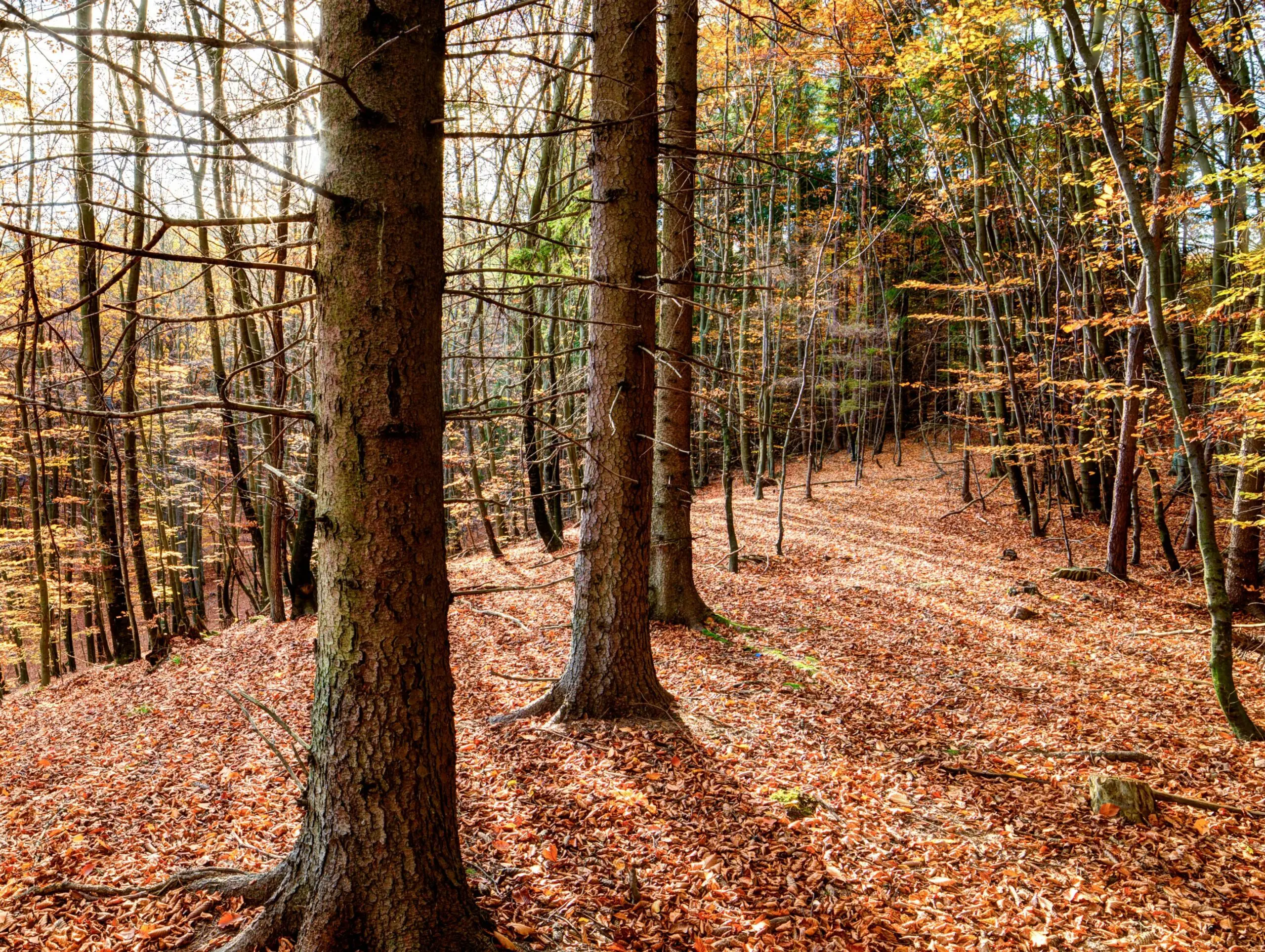 Autumn