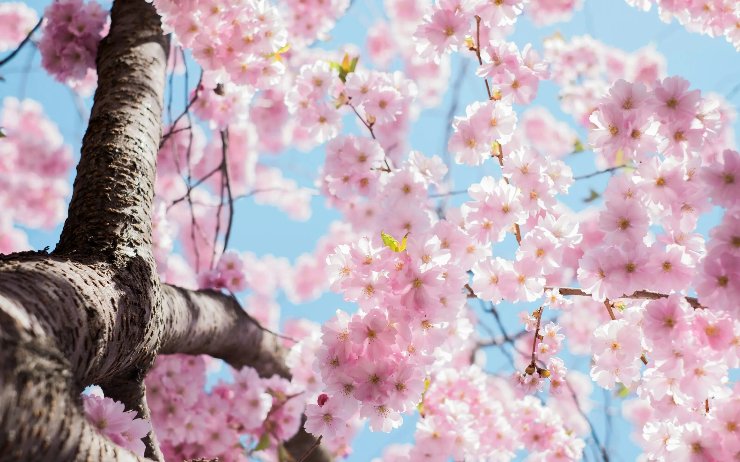 Spring Blossom